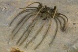 Rare, Spiny Heliopeltis Trilobite - Issoumour, Morocco #328634-4